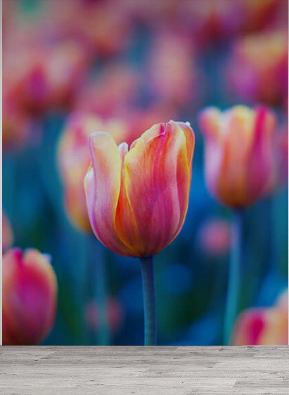Fototapety Kwiat Tulipana 