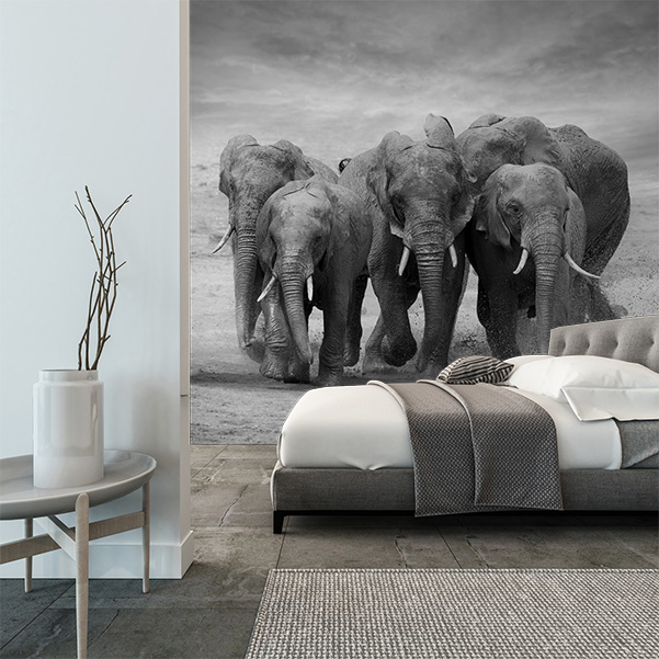 Fototapeta czarno-biała słonie